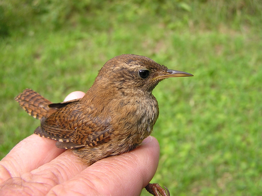 Winter Wren, Sundre 20050725